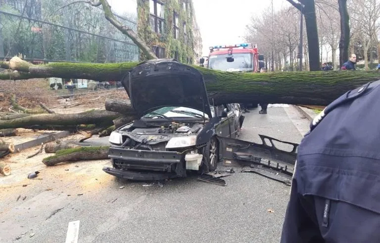 chute d'arbre sur la voie publique