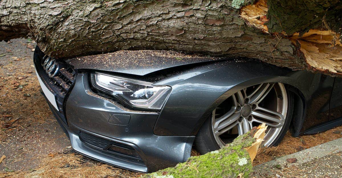 chute d'arbre